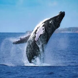 Whale Watching in Mirissa